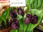 [Test 2006_0216Image0034.JPG]